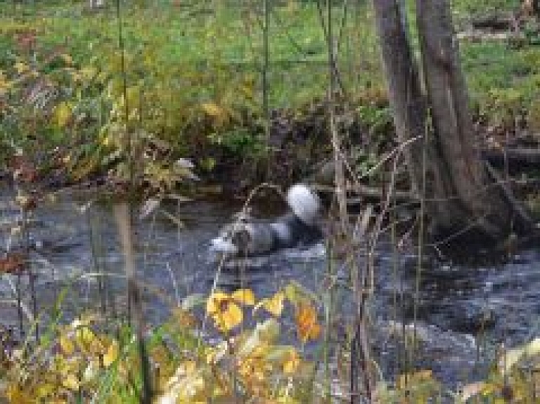 Valsts robežsardzes kinologu komandas uzvara sacensībās Nīderlandē