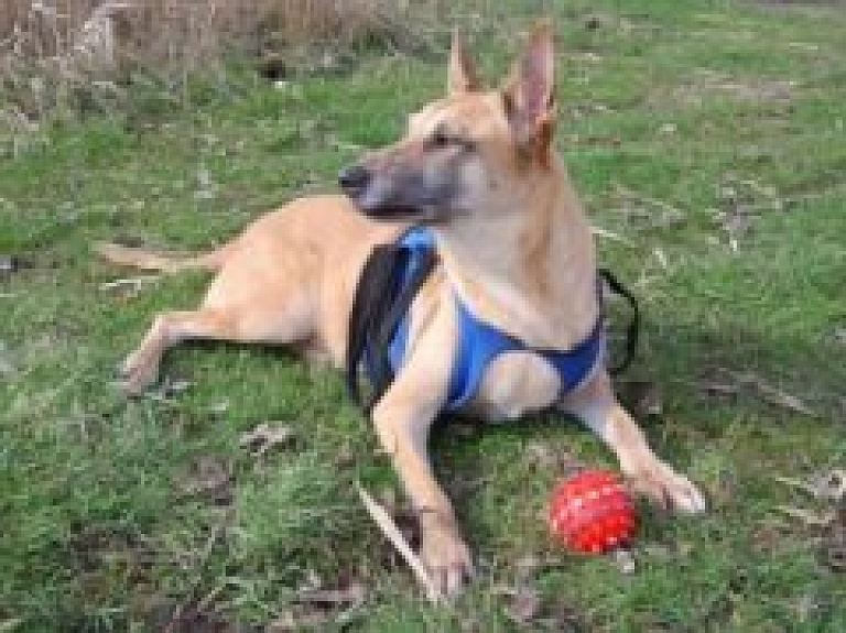 Rēzeknē sacensībās tiekas kinologi  ar dienesta suņiem