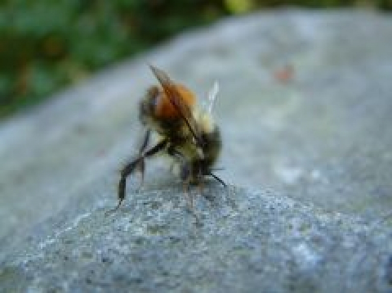Latgalē pēc bites dzēliena slimnīcā nonākusi sieviete