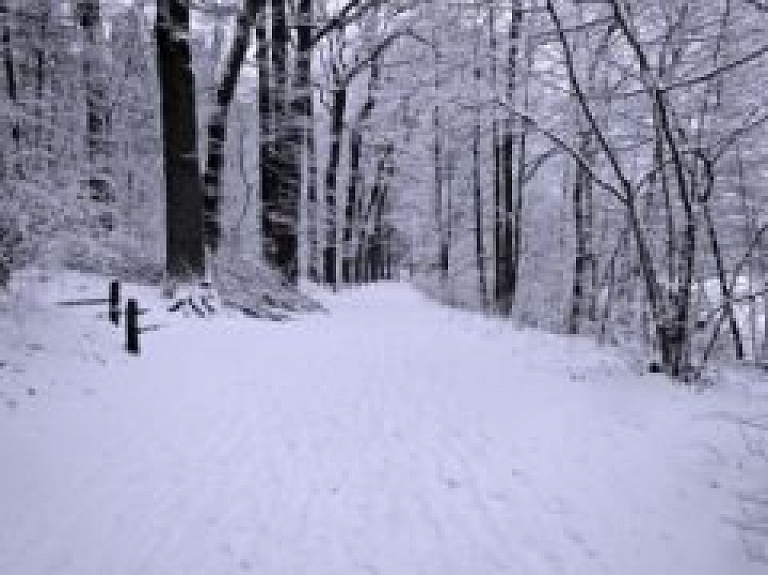 Kokneses novada pašvaldība pārdos meža cirsmas