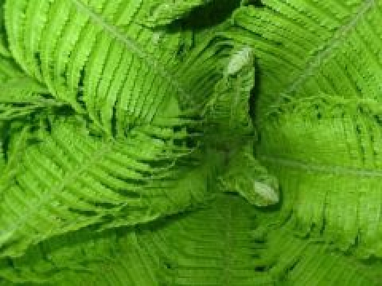 Līgo Bauskas novadā!