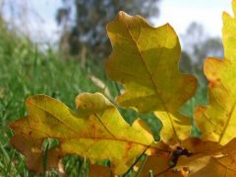 Šodien Rēzeknē atklāj izstādi "Rudens 2010"