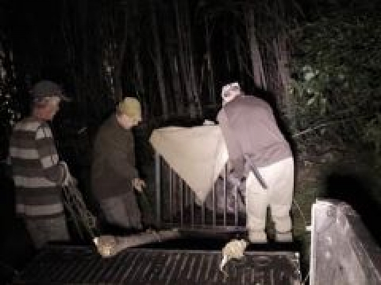 No Rīgas izvesta kārtējā mežacūku ģimene