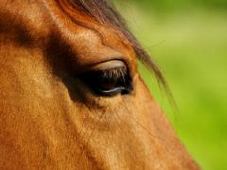 Jaunieši aicina uz kustību izrādi "Zirgi - vienojošais spēks"