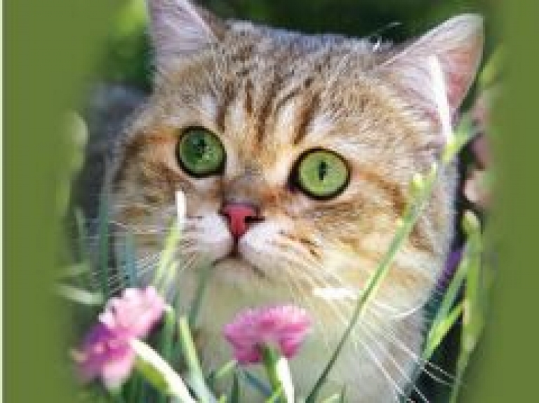 Jau septīto gadu Cēsīs notiks starptautiskā kaķu izstāde