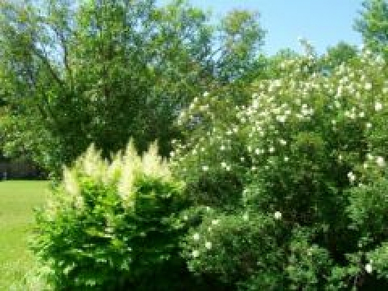 Jūnijā Cēsīs skanēs Līgo un viesosies skandalozais angļu monarhs Henrijs VIII