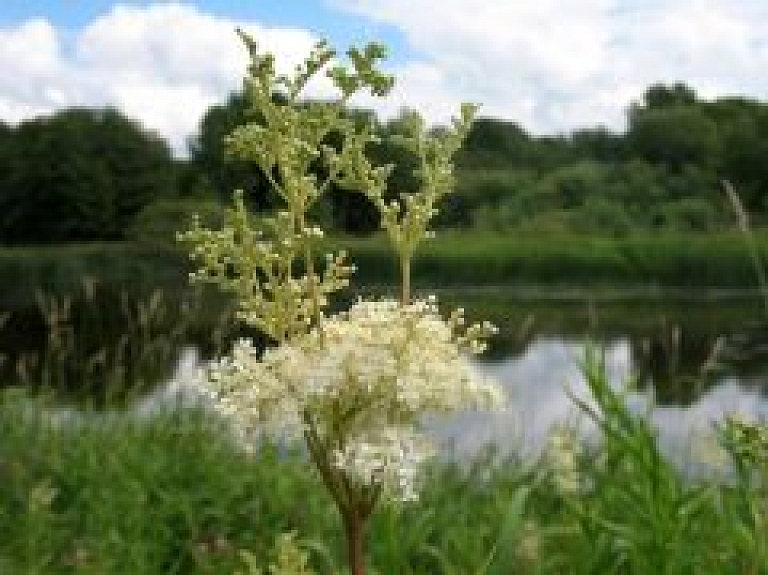 Grandiozi Līgo svētki Raiskumā pie Cēsīm - "Ielūdz Labvēlīgais Tips"