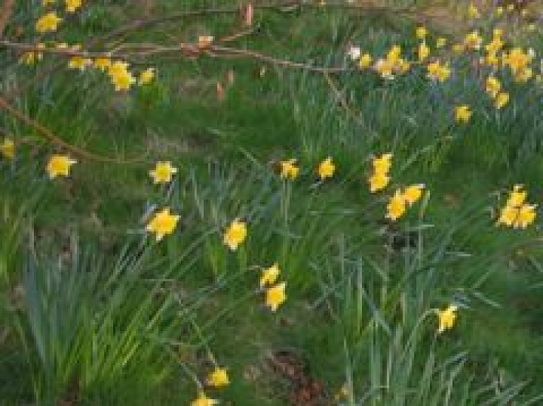 Cēsīs Gunas Rukšānes narcišu pavasarīgais sveiciens