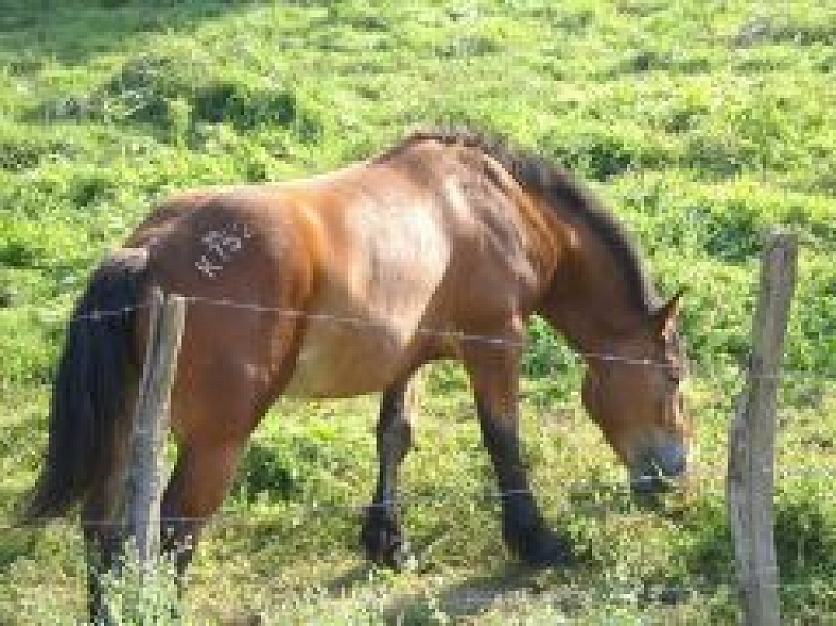Bērnu nama "Vita" audzēkņiem rādīs darbu ar zirgiem