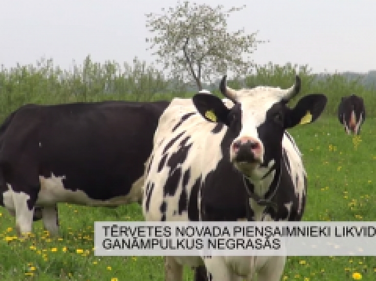 Latgales Reģionālā TV: Tērvetes novada piensaimnieki likvidēt ganāmpulkus negrasās