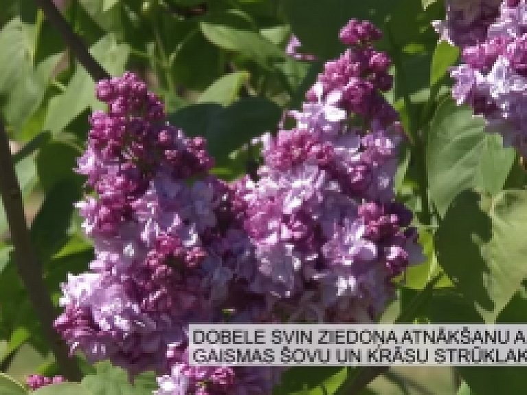 Latgales Reģionālā TV: Dobele svin ziedoņa atnākšanu ar gaismas šovu un krāsu strūklakām