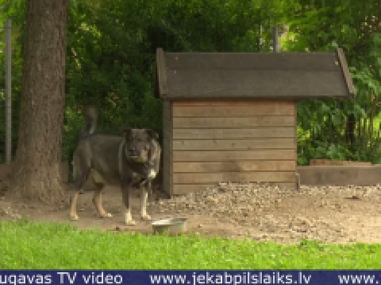 Vidusdaugavas TV: Jēkabpils Dzīvnieku patversmē jaunus saimniekus gaida 34 suņi un kaķi