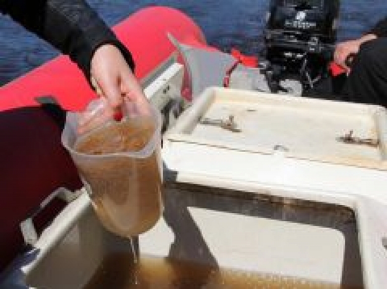 Arī šopavasar Gaujā ielaisti ap trim miljoniem nēģu mazuļu