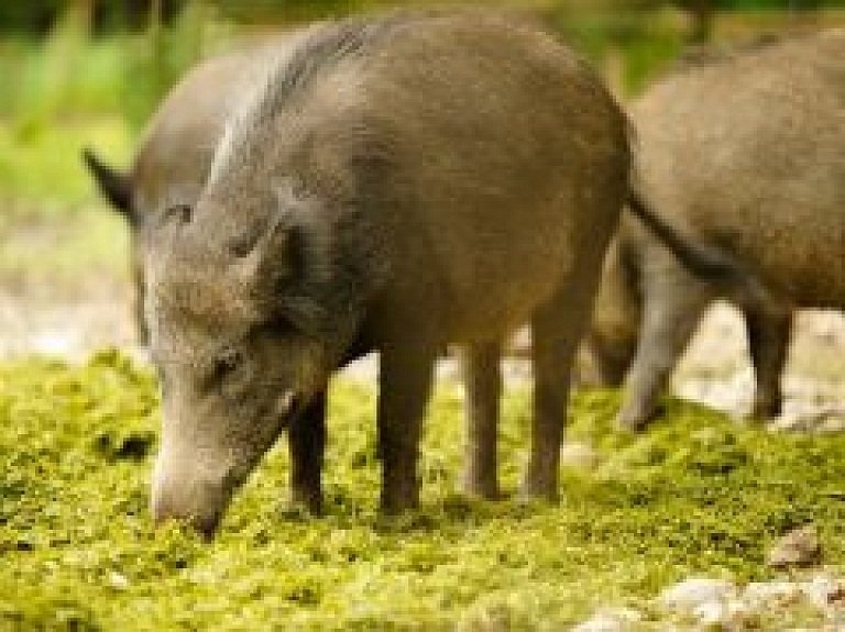 Informāciju par pilsētā sastaptajām mežacūkām rīdziniekus aicina sūtīt uz e-pastu
