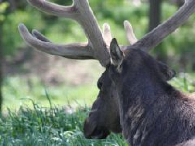 Rīgā iemaldījies alnis ceļā uz mežu nomiris