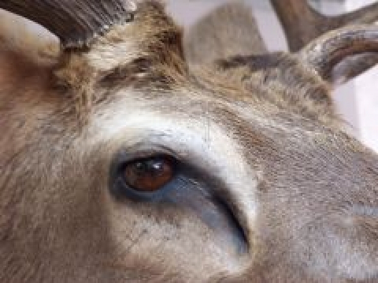 Rīgā iemaldījies alnis