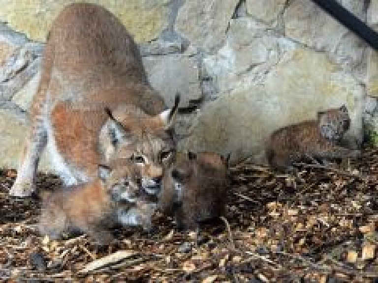 Rīgas ZOO lūšu ģimenes trīnīšiem vārdu došanas svētki