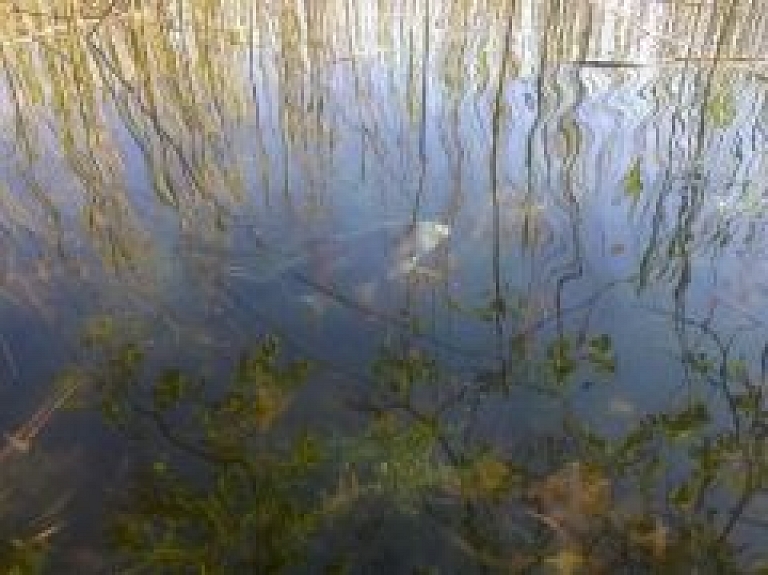 Būs skatāma fotoizstāde "Mirklis Rāznas nacionālajā parkā"