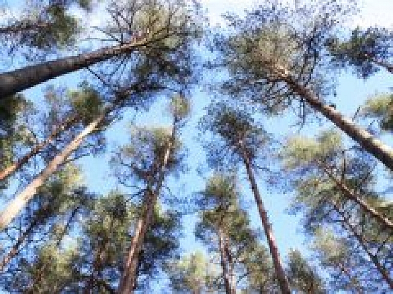 Rēzeknieši Vipingas Mežaparkā iestādīs jaunus kokus