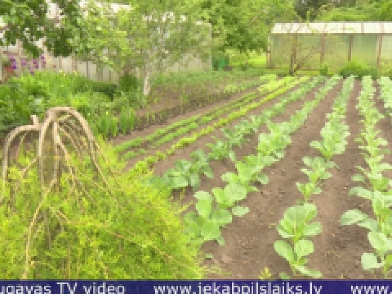 Vidusdaugavas TV: Līvānu novadā stājas spēkā ģenētiski modificētu kultūraugu audzēšanas aizliegums
