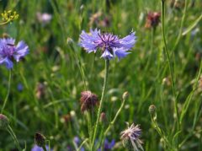 Carnikavas novadā atsavinās īpašumu pretplūdu dambja celtniecībai