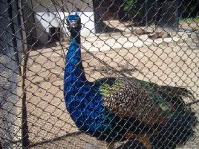 Rīgas zoodārzs varētu atbalstīt plūdos izpostīto Tbilisi zoodārzu