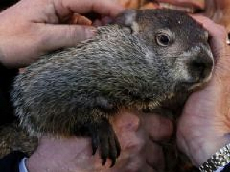 Rīgā atrastais murkšķis atgriezies pie saimnieka