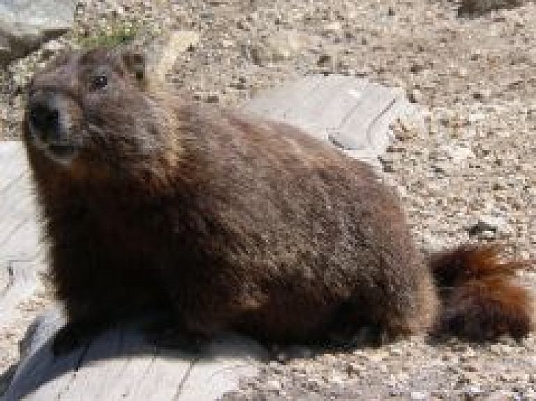 Rīgā atrasts nomaldījies murkšķis