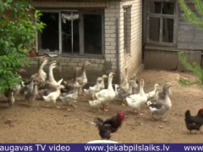 Vidusdaugavas TV: Vācietis maina dzīvi Berlīnē pret saimniekošanu Latvijas laukos