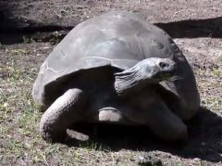 Galapagu bruņrupuči šogad nokritušies svarā