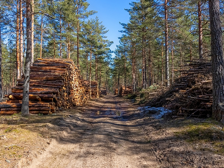 Meža apsaimniekošana ilgtermiņā: kā palielināt meža vērtību?