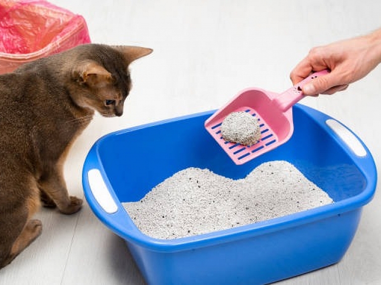 Efektīvi risinājumi, kas palīdz cīnīties ar kaķu smiltīs radušos smaku