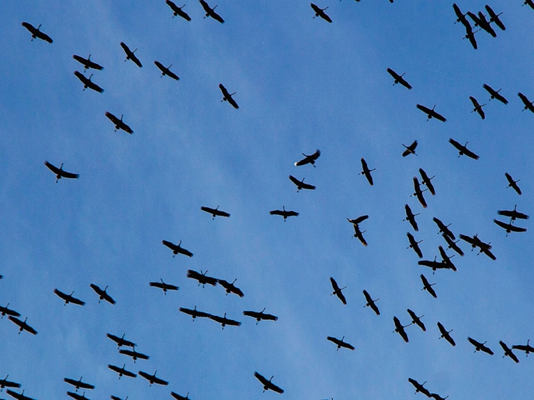 Izzinošā pārgājienā Slīteres Nacionālajā parkā aicina vērot putnu migrāciju