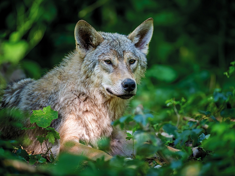 Plēsīgo dzīvnieku aktualitāte Latvijā. Būt vai nebūt? 