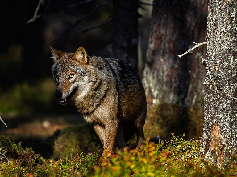 Plēsīgie dzīvnieki Latvijas mežos – bioloģiskā daudzveidība vai drauds cilvēkiem? 
