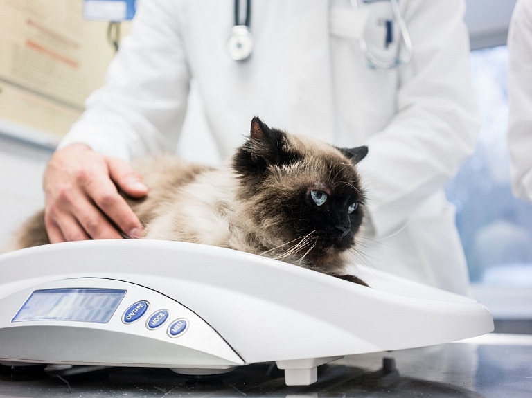 Verificēti svari dzīvnieku svēršanai veterinārajās klīnikās un lopkopībā