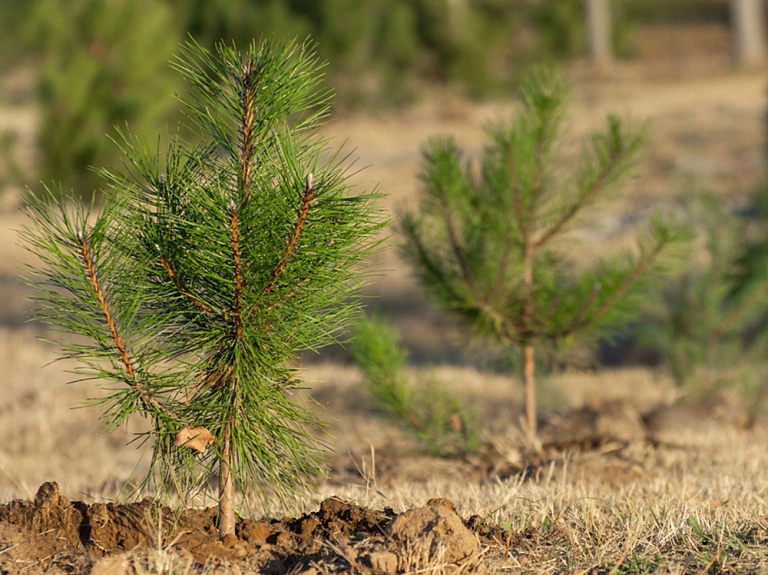Atmežošana Latvijā 2026. gadā - kādas izmaksu pozīcijas pieaugs un ko tas nozīmēs zemes īpašniekiem?