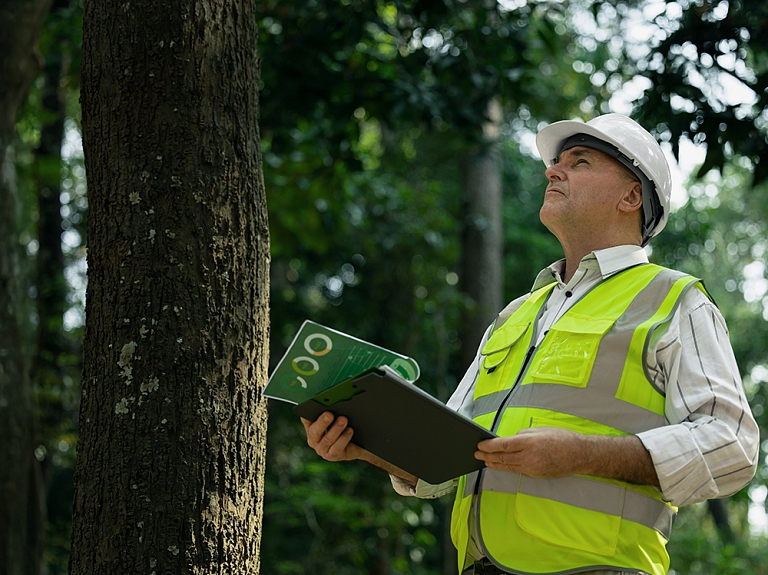 Kā plašs ārpakalpojumu tīkls nodrošina efektīvu atmežošanu – no arhitektiem līdz mežizstrādes uzņēmumiem 