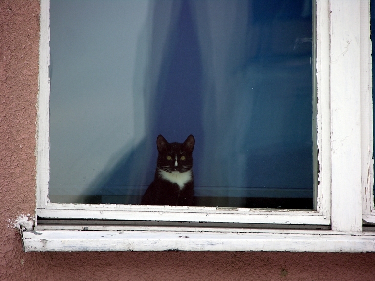 Glābēji Rēzeknē palīdz nelaimē nonākušam kaķim 

