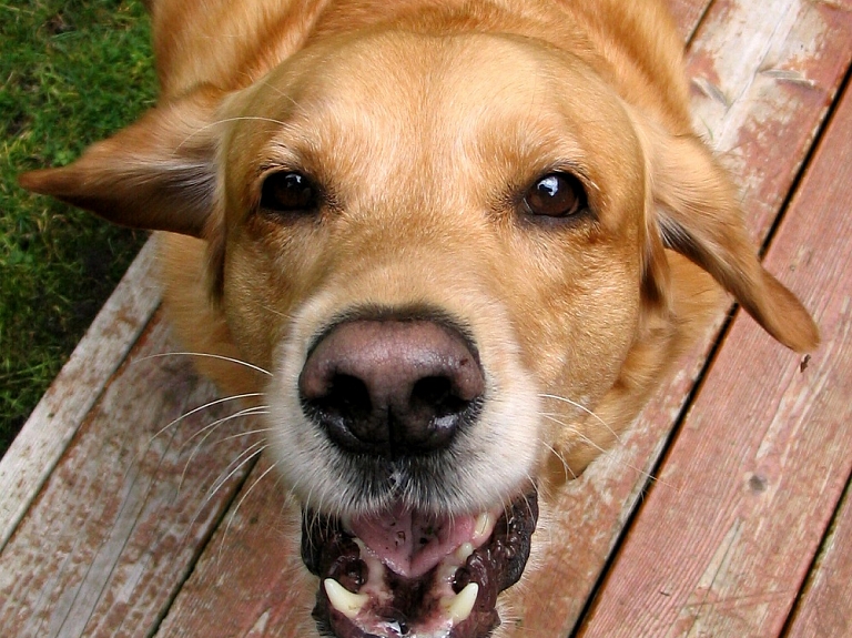 Pamesto dzīvnieku mazāk nepaliek

