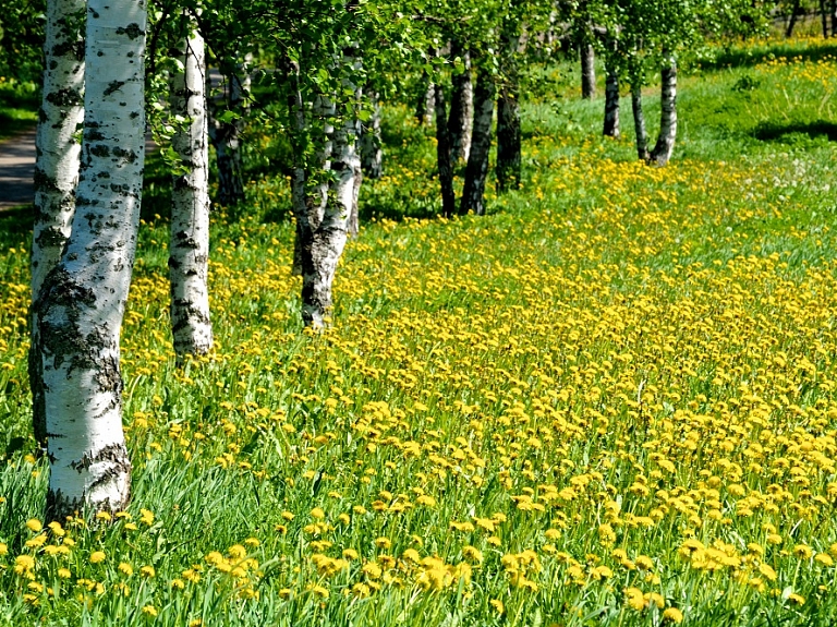 Nedēļas nogalē notiks Salas pagasta svētki

