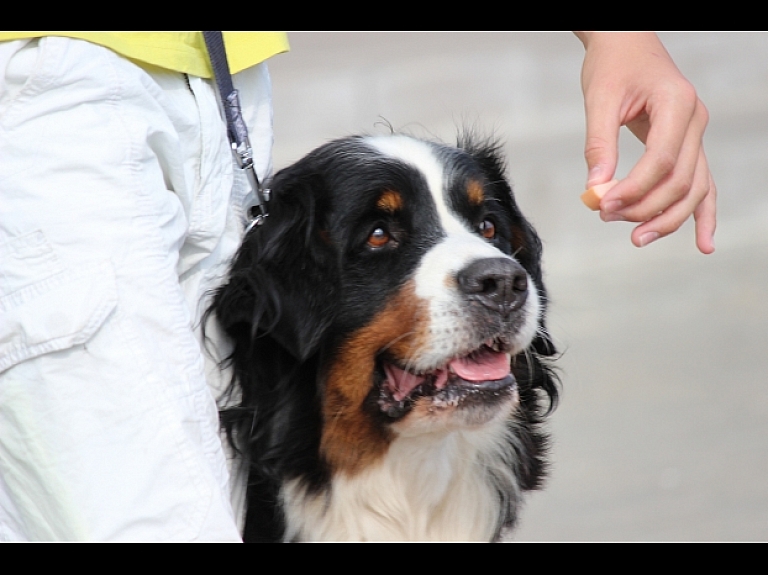 Rēzeknē notiks Latvijas dažādu šķirņu suņu izstāde