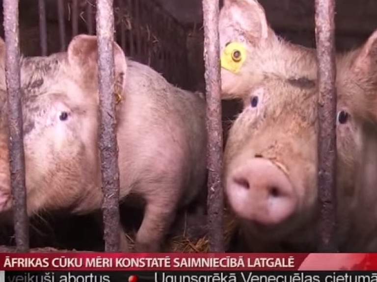 Saimniecībā Latgalē konstatē Āfrikas cūku mēri