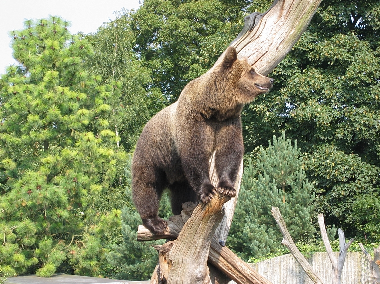Pērn uz Rīgas Zooloģisko dārzu atvestais lācis pie labas veselības, taču visai lēnīgs


