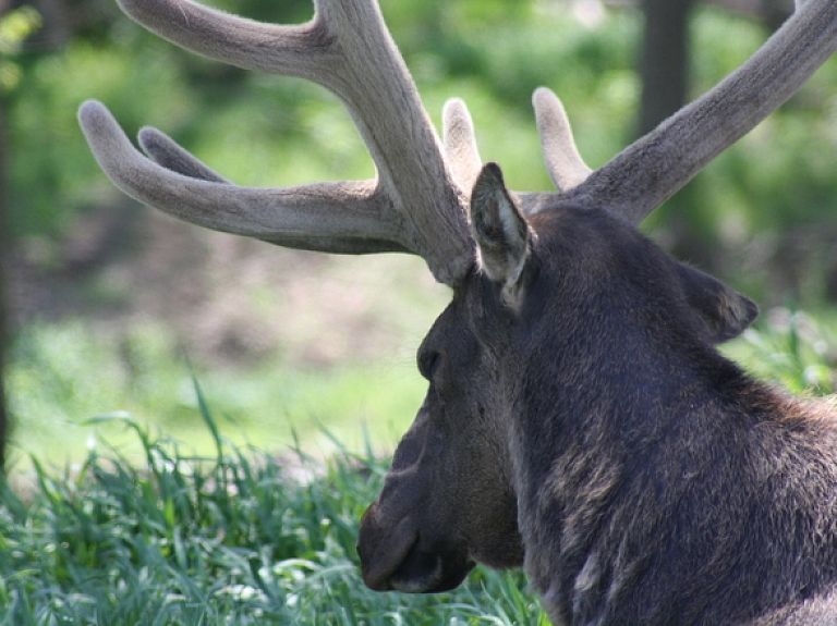 Rēzeknē dzīvojamās mājas pagalmā iemaldās alnis

