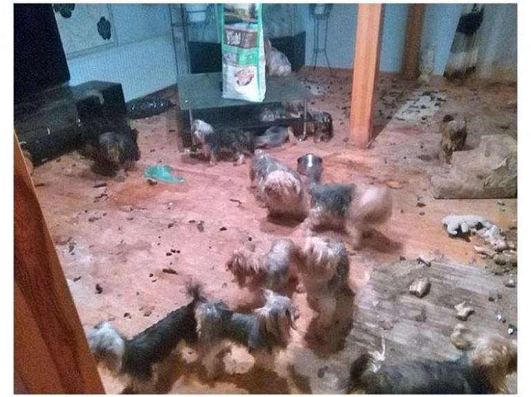 Mārupē atklāta nelegāla šķirnes suņu audzētava