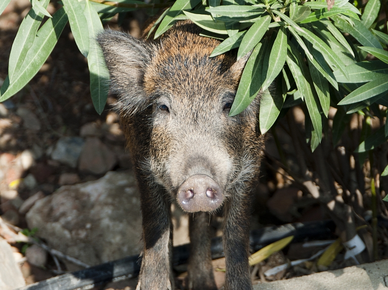 Ozolzīļu dēļ Rīgas mežacūkas atkal manītas apdzīvotās vietās

