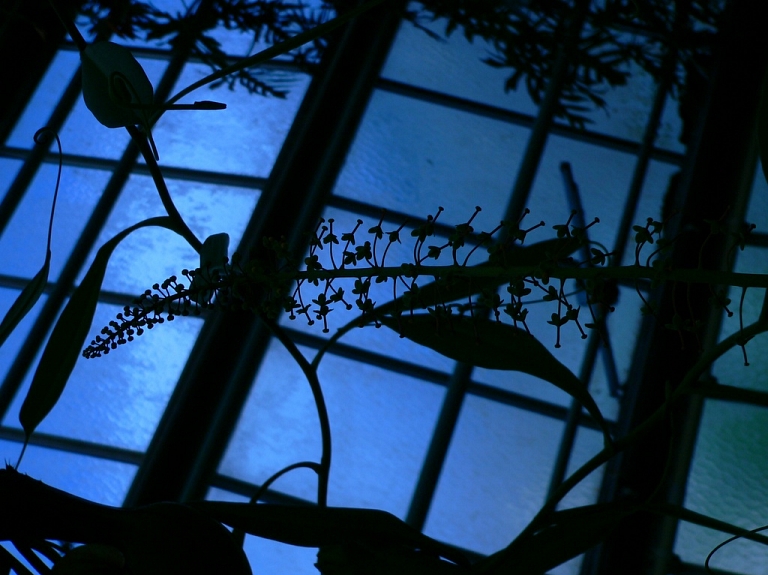 Dabas muzejs par teju 25 000 eiro veiks Botānikas ekspozīcijas telpu remontdarbus

