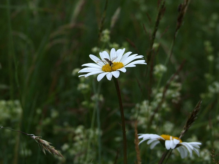 VNĪ par pļavu pretim "Turībai" plāno saņemt vismaz 313 000 eiro

