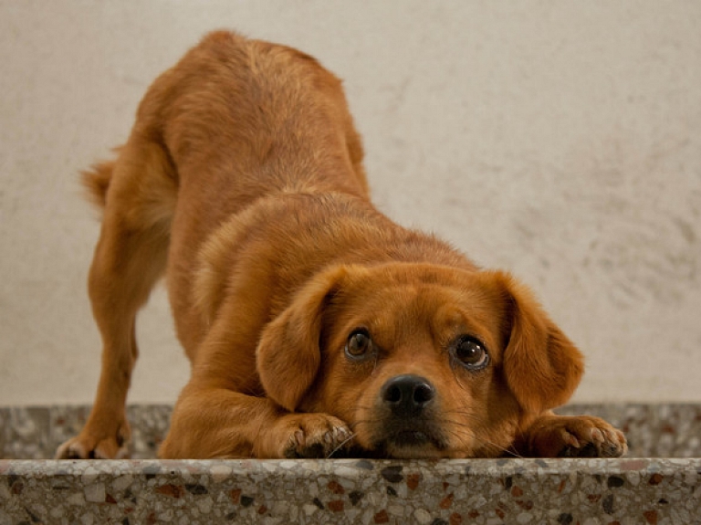 "Ķepas meklē mājas" kopā saziedots 51 748 eiro

